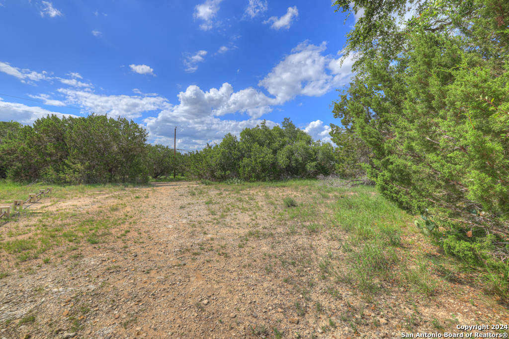 a view of a bunch of trees and bushes