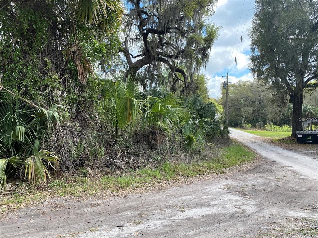 a view of a yard with plants and trees