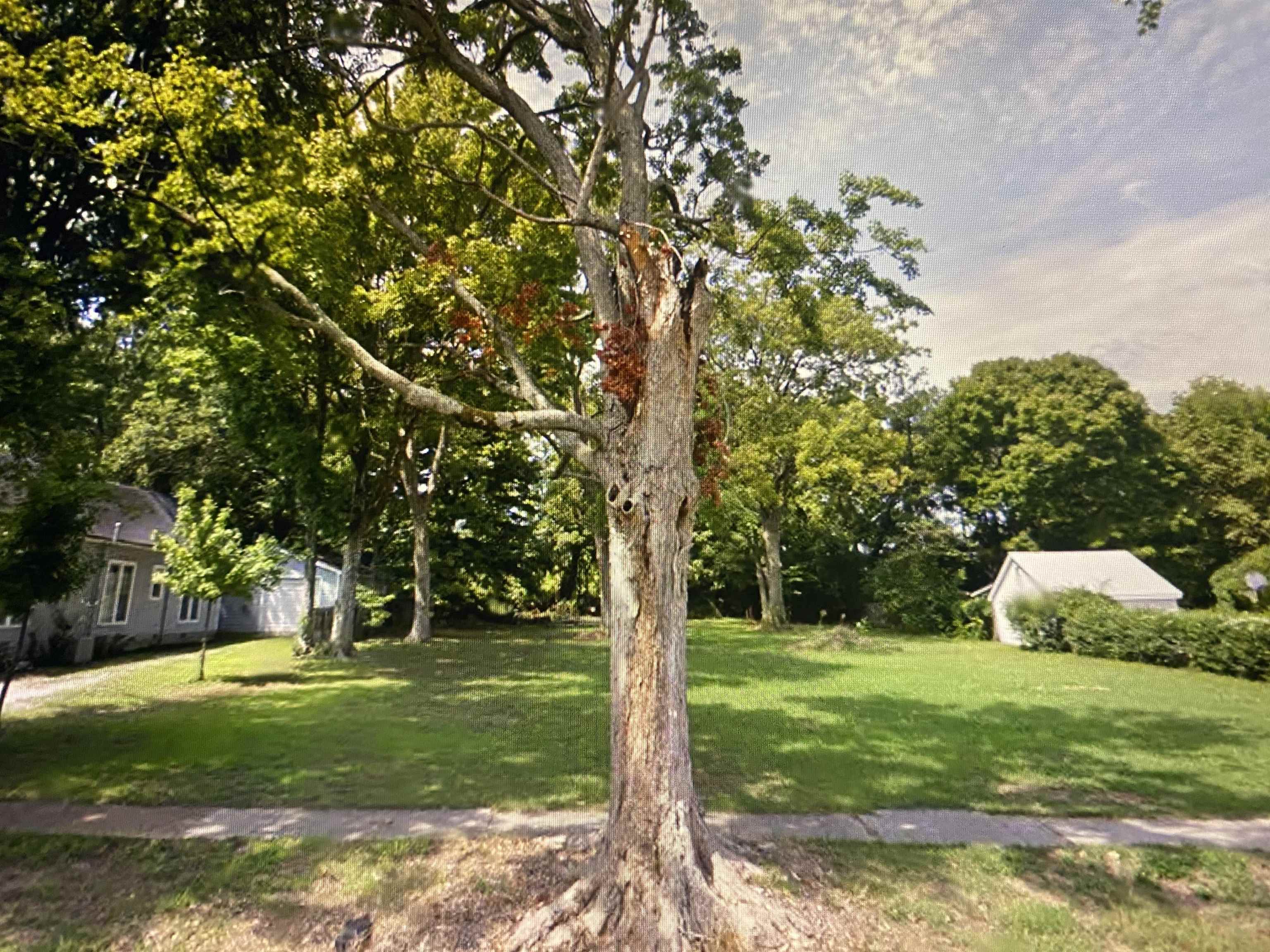 a view of a tree in a park