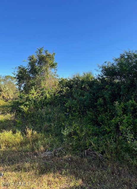 a view of a bunch of trees in a yard