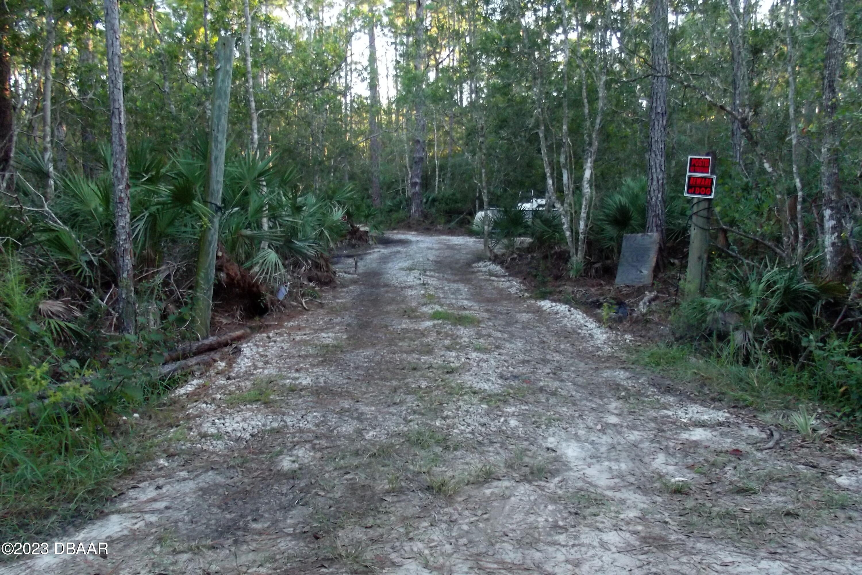 a view of a forest