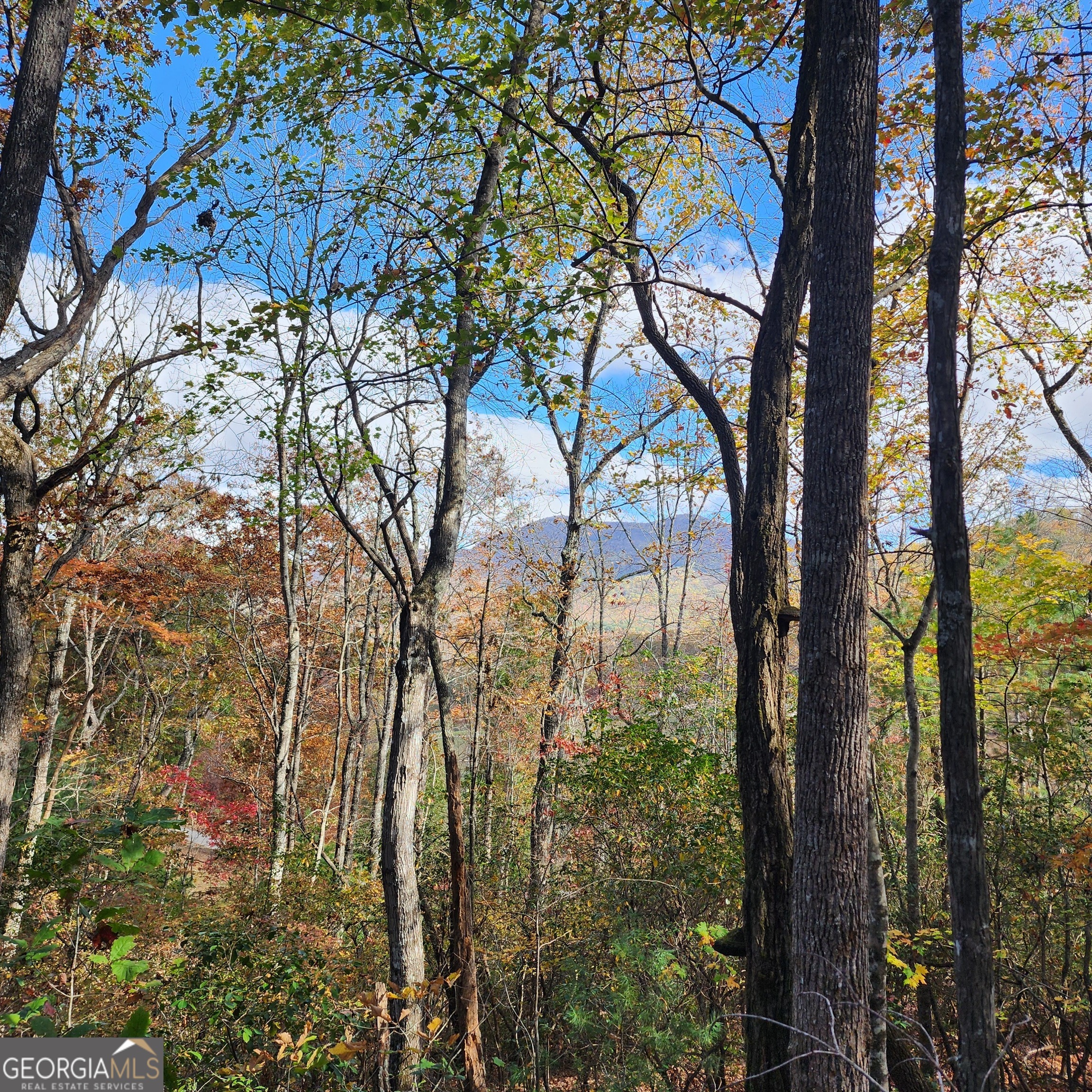 a view of forest