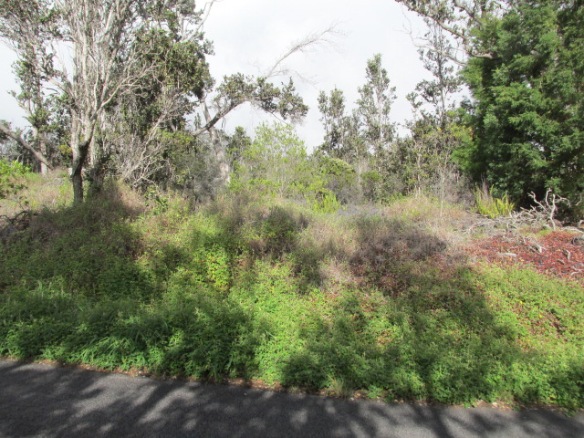 a view of a forest with trees