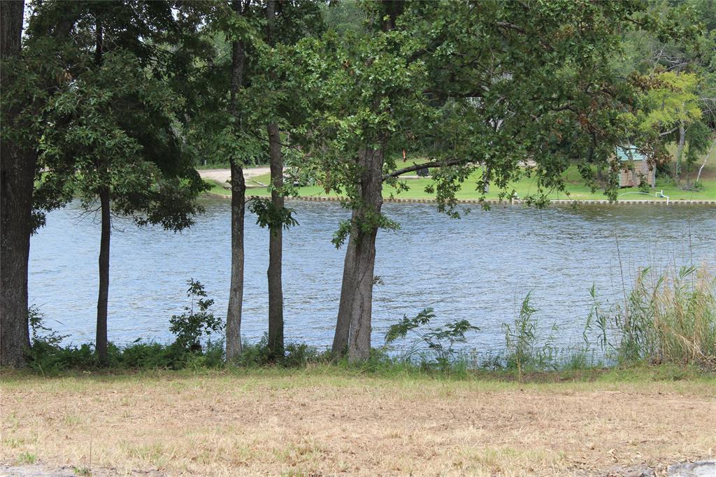 a view of a yard with plants and large trees