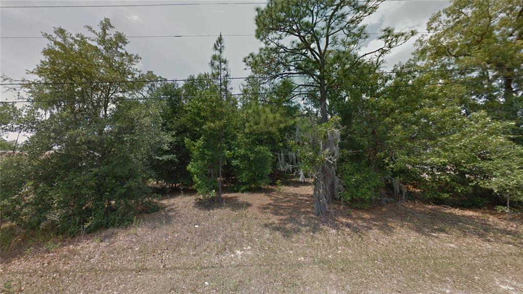 a view of a forest with trees in the background