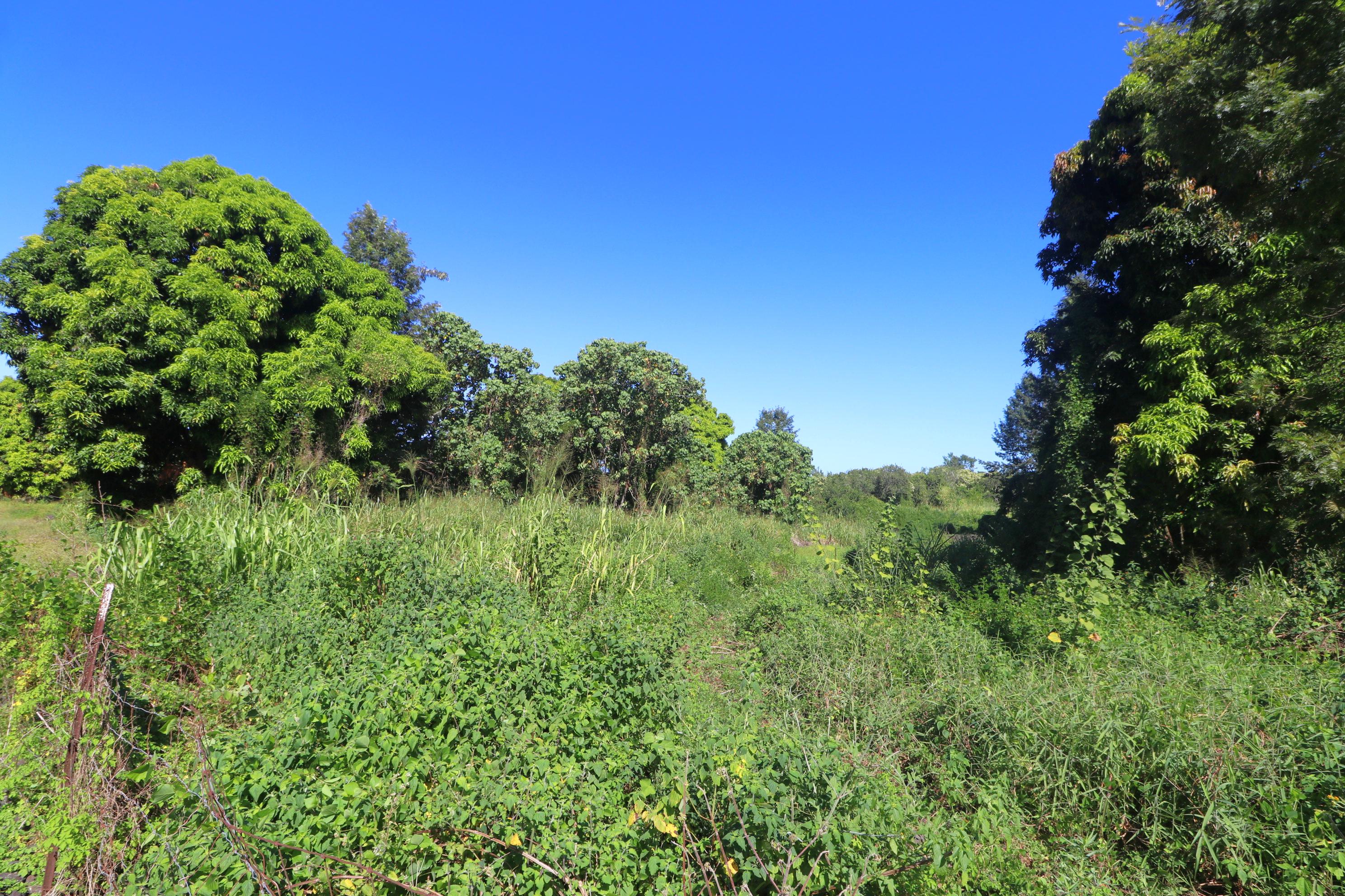 a view of a garden