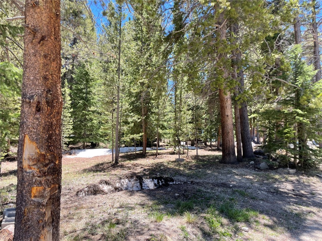 a view of a forest filled with trees