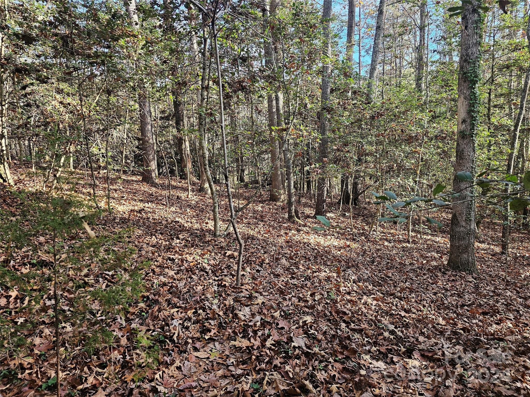 a view of a yard with a large tree