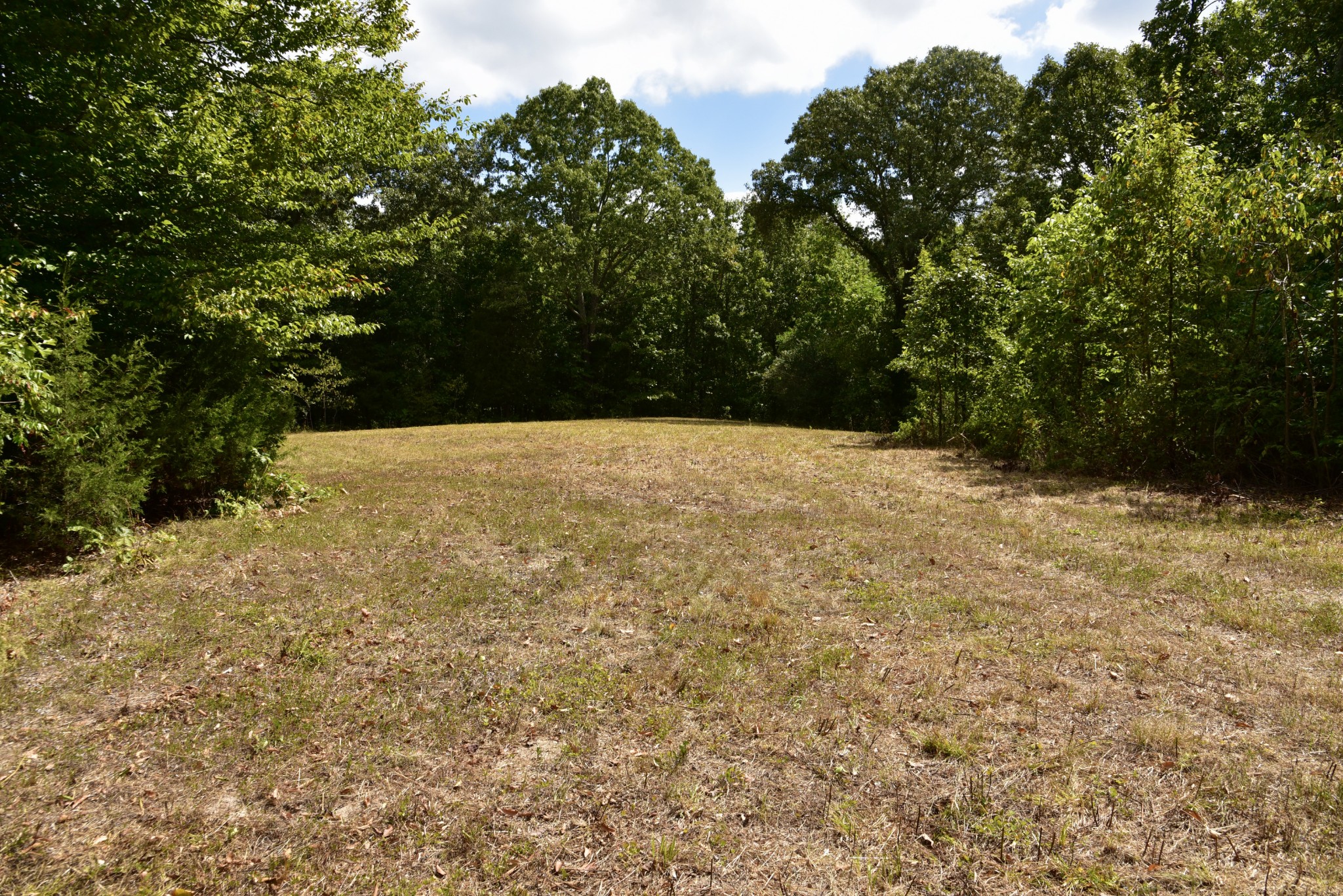 a view of a yard with a tree