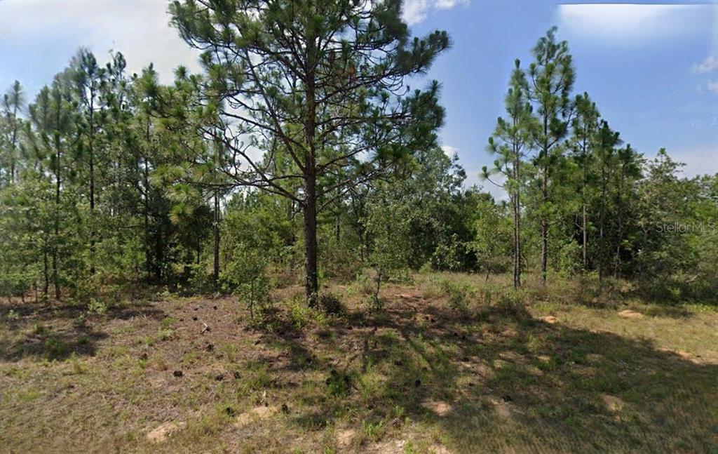 a view of a forest with trees in the background