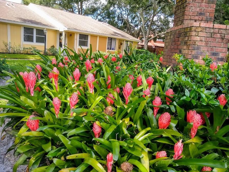 a flower plants in front of a house