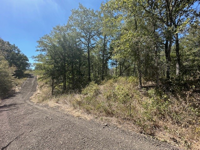 a view of a forest with trees in the background