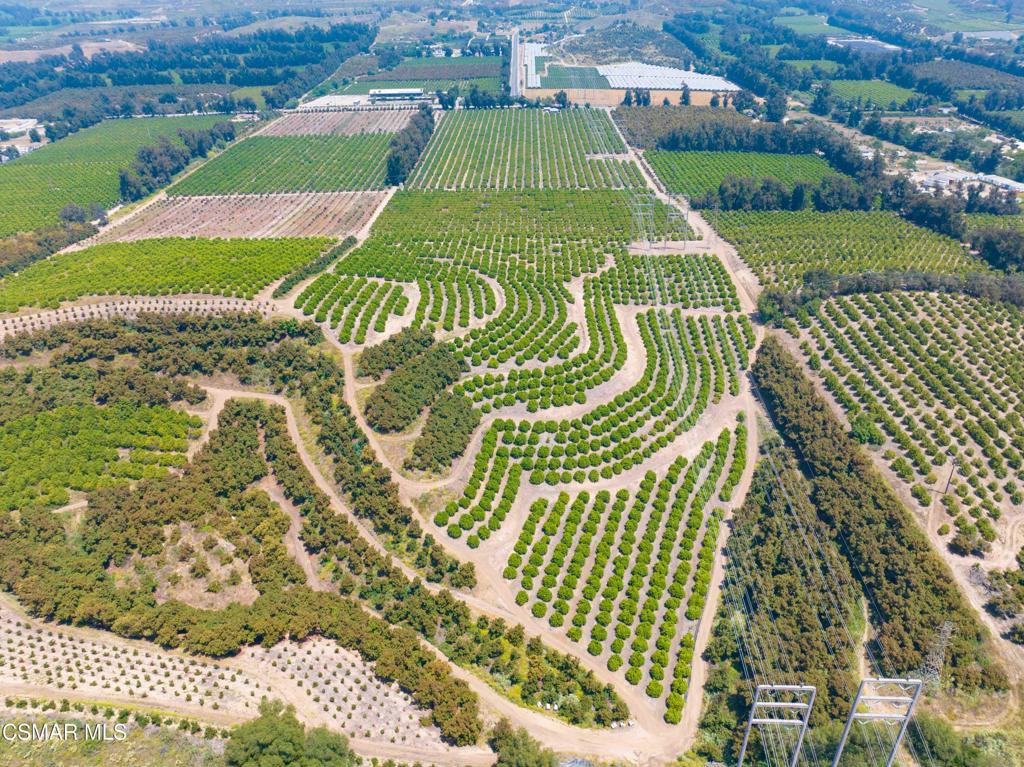 a green field with lots of tress in it