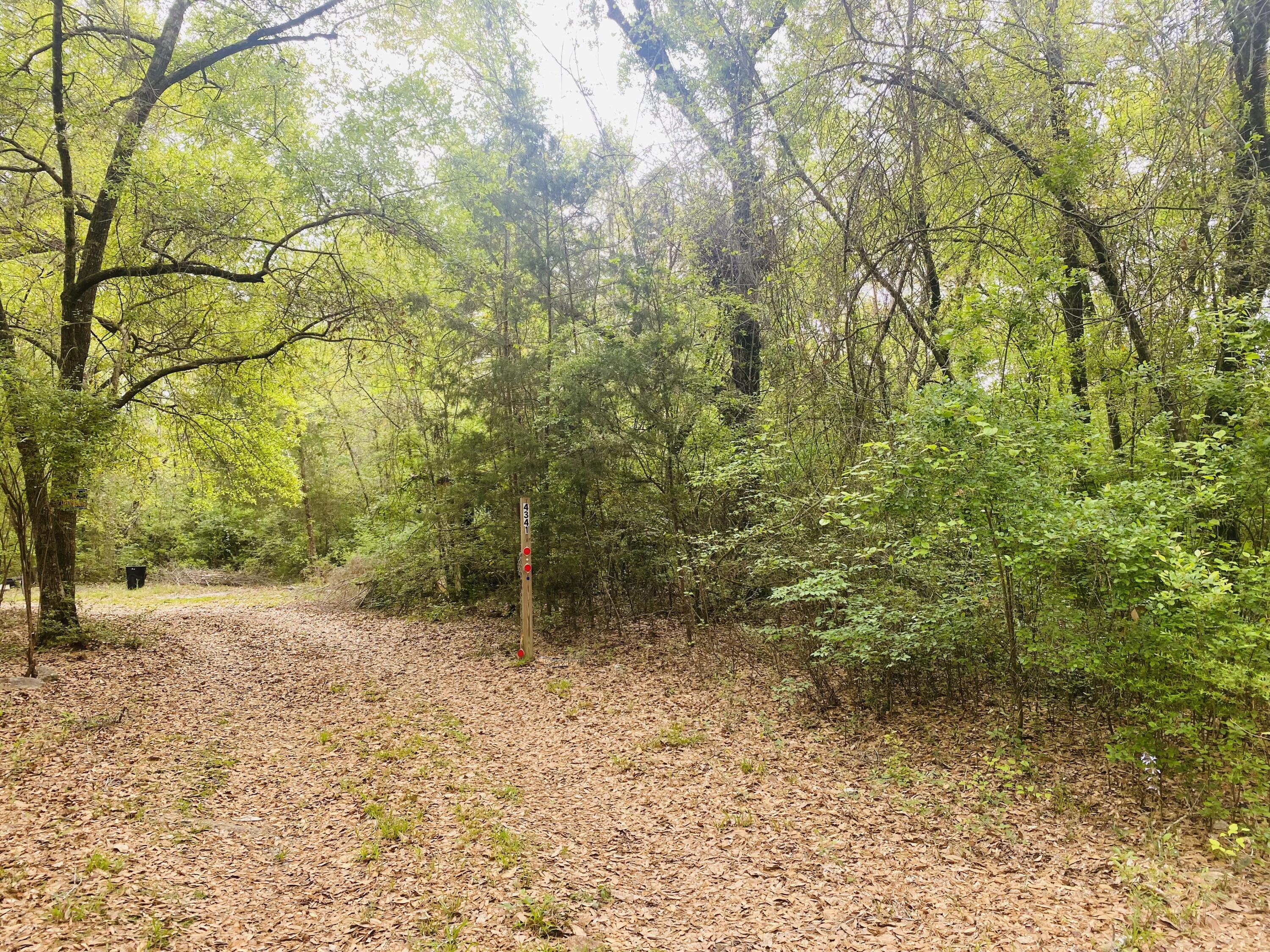 a view of a yard with plants and trees