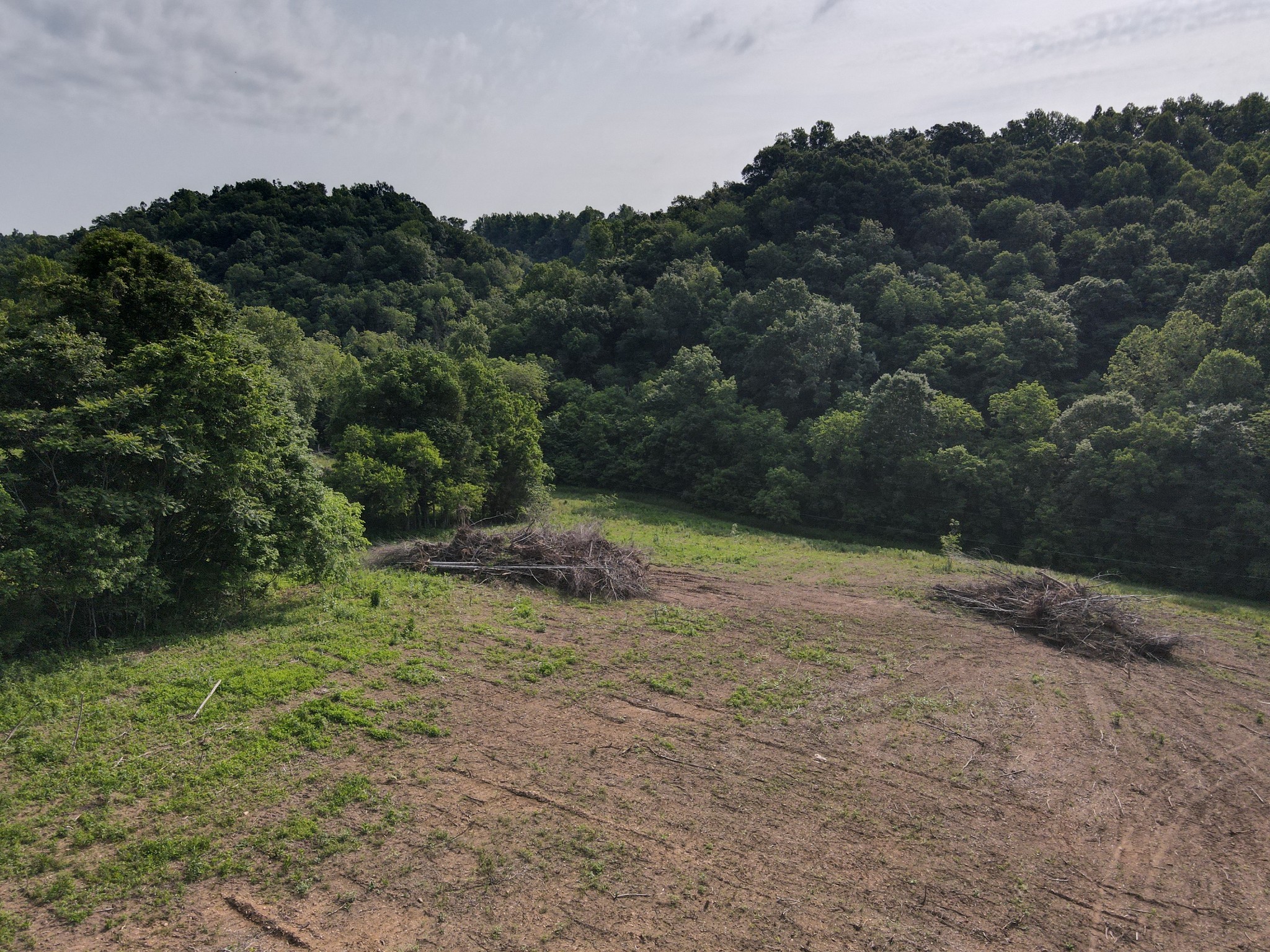 a view of a forest with a tree in the background