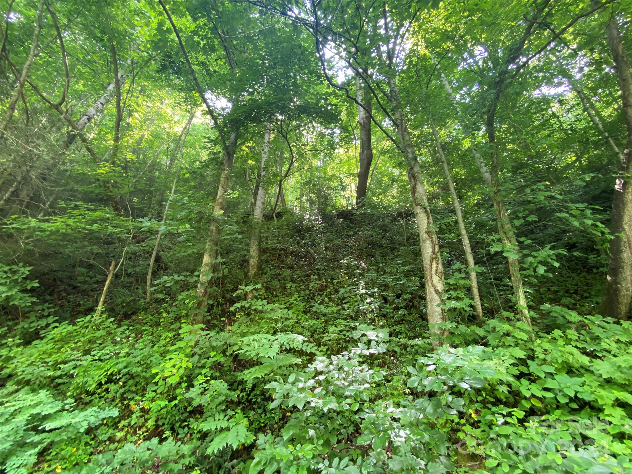 a view of a lush green forest