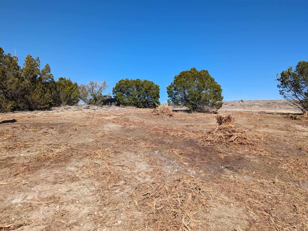 a view of a dry yard with a tree