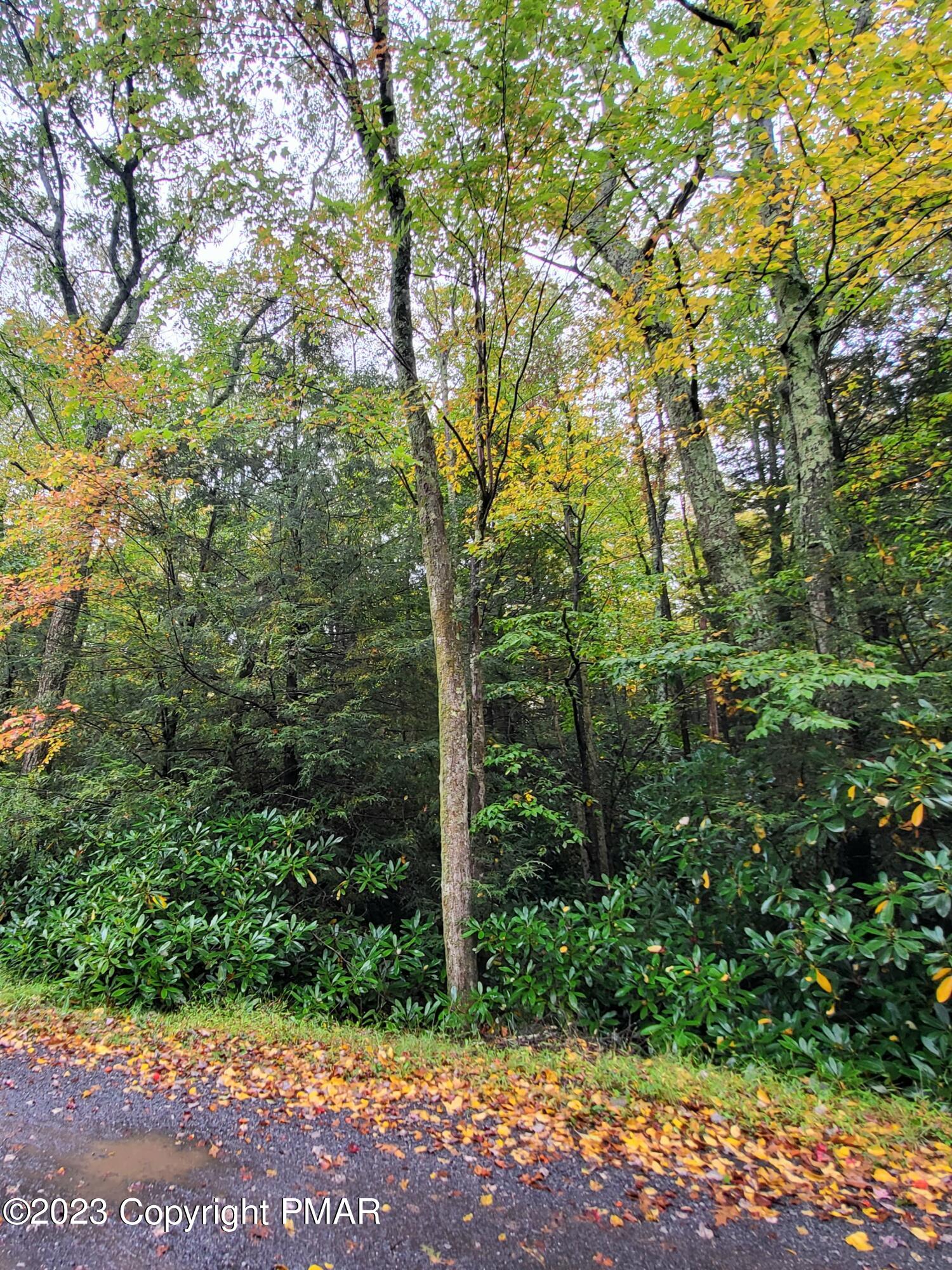 a view of a forest with trees