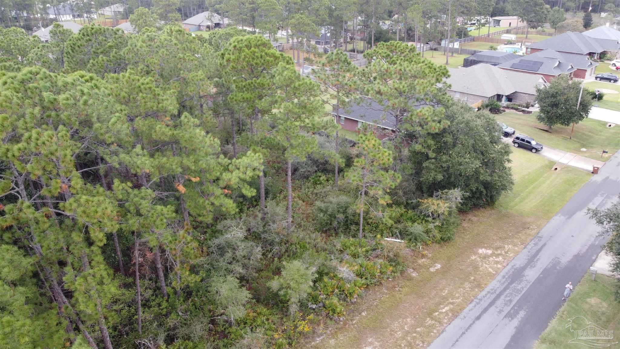 a view of a yard with plants and large trees