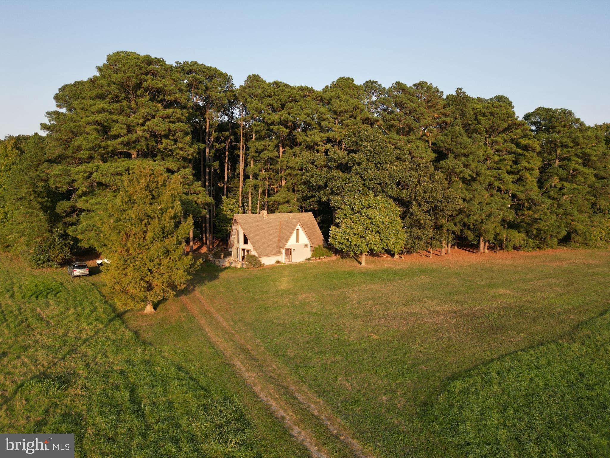 a view of a field with a tree