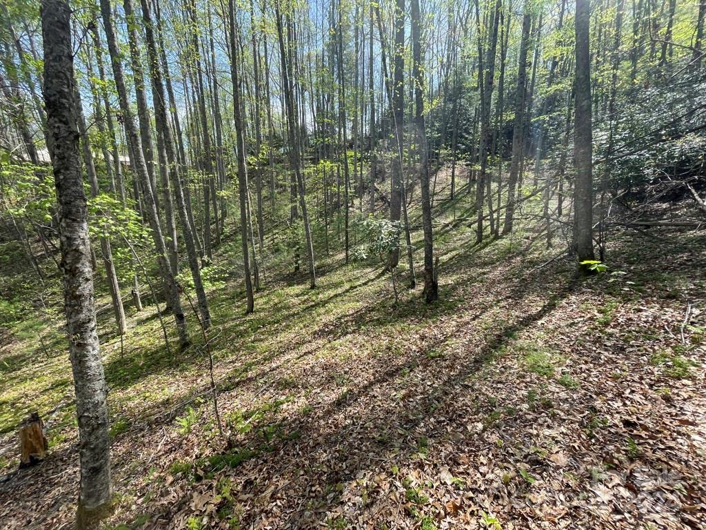 a view of outdoor space with lots of trees