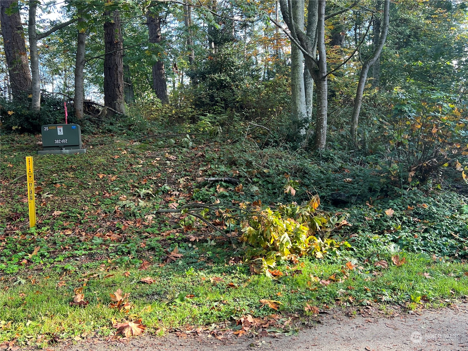 a view of a garden with plants