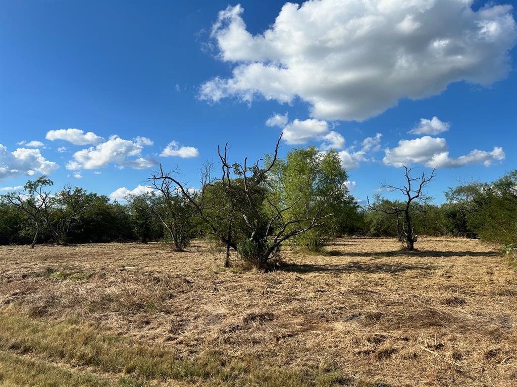 a view of a yard with a tree