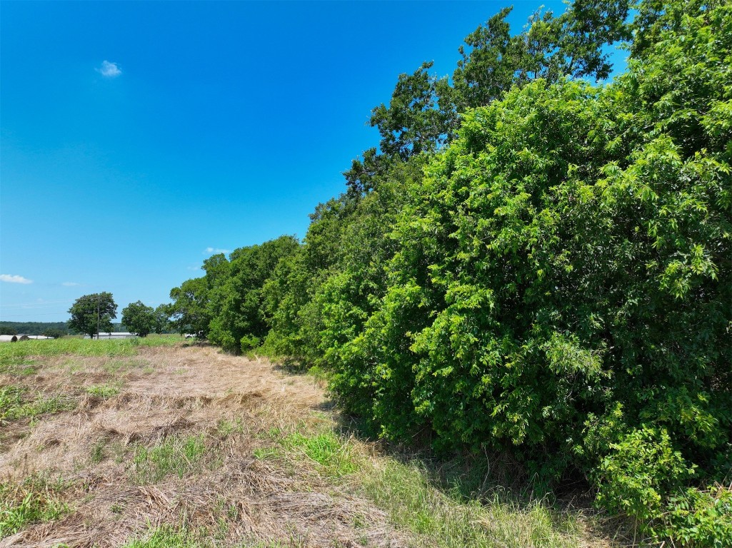 a view of a yard with a tree