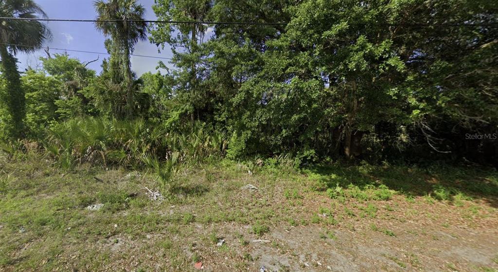 a view of a yard with plants and large trees