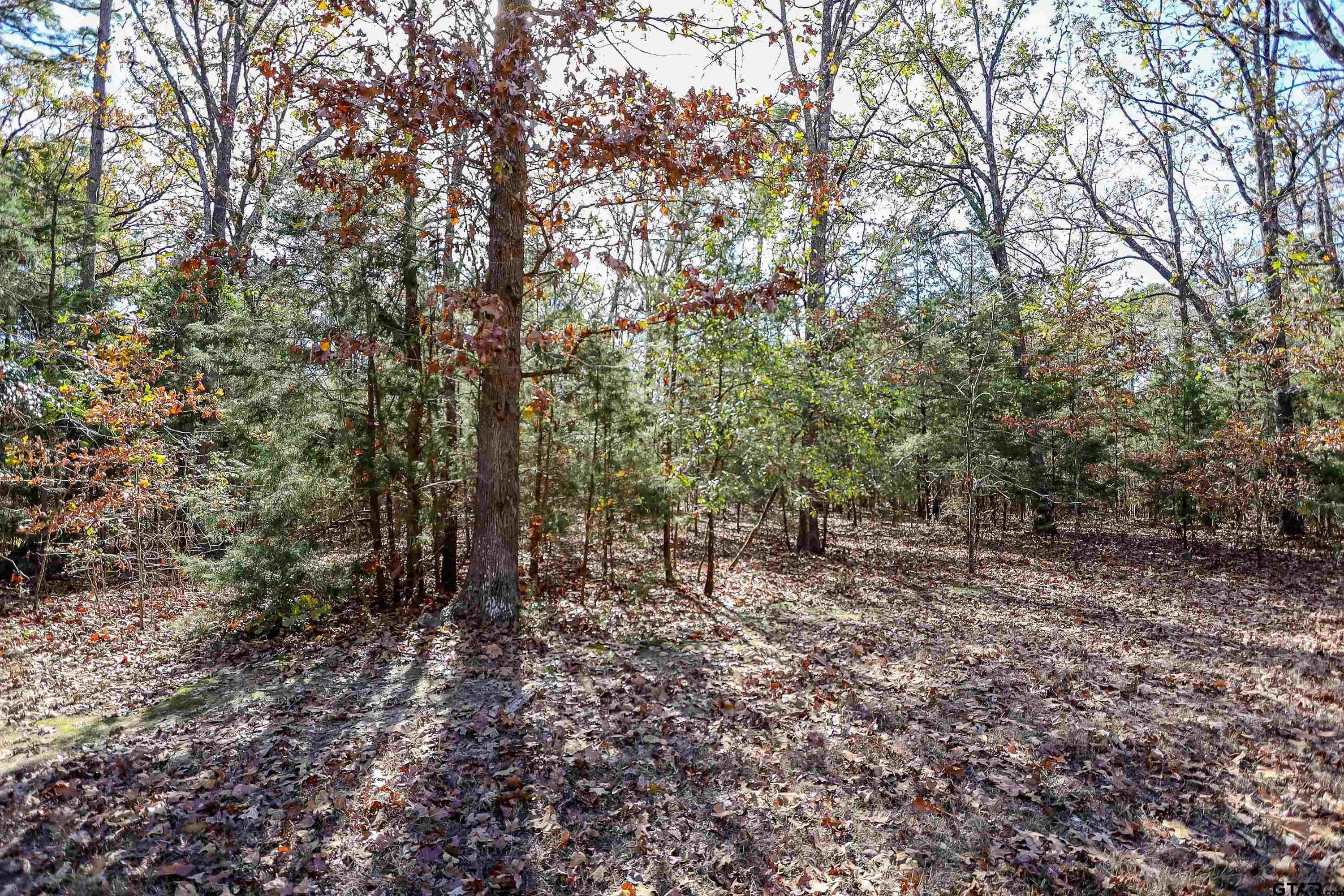 a view of a forest with trees in the background