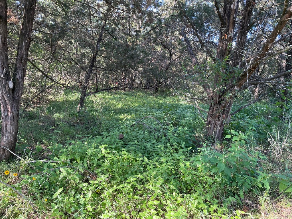 a view of a lush green forest