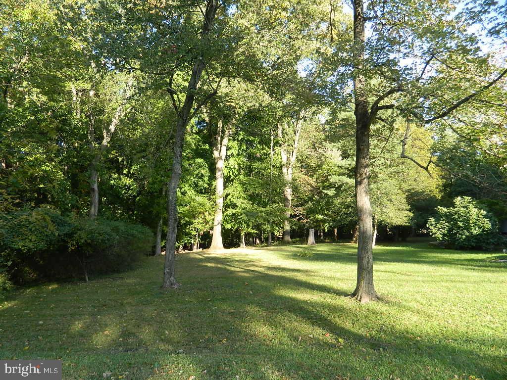 a view of a park with large trees