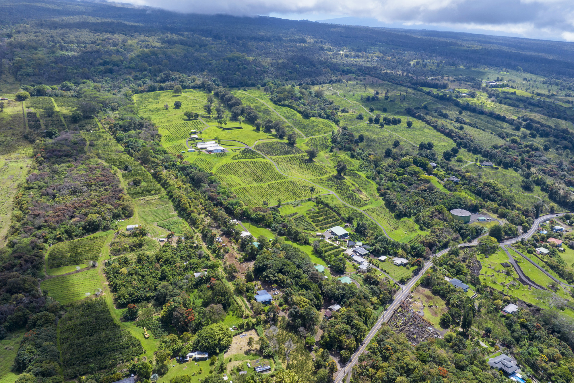 a view of a lush green forest with a houses