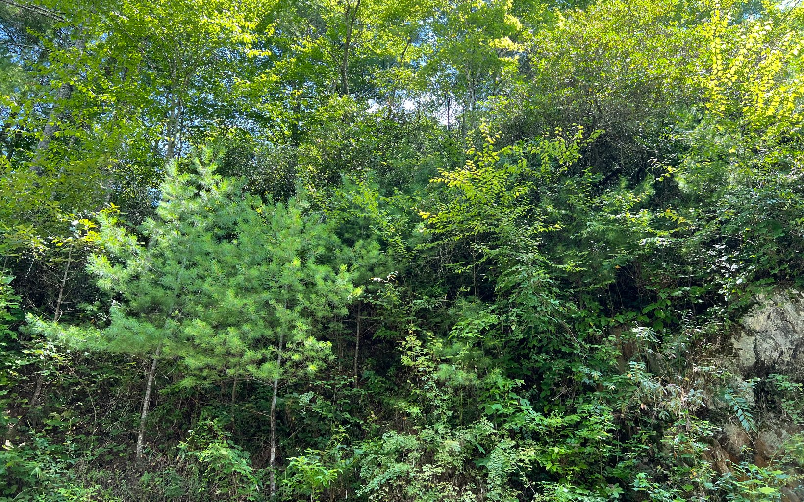 a view of a lush green forest with lots of trees