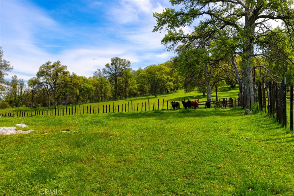 a view of a park with a tree in the background