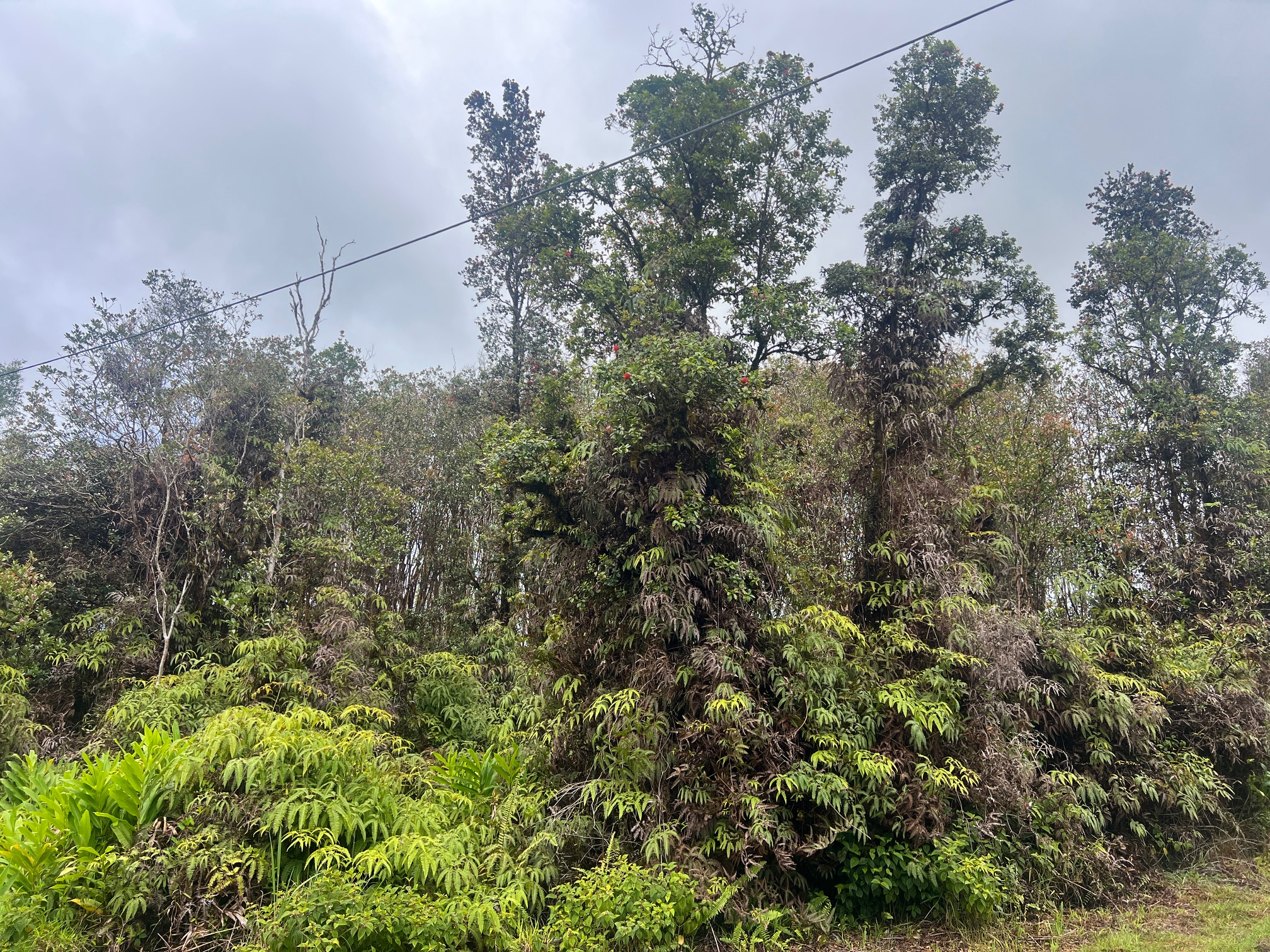 a view of a forest with a tree