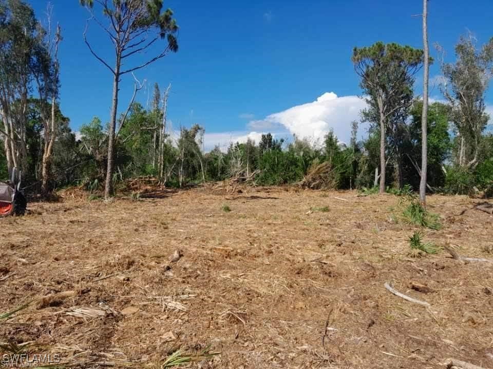 a view of a dry yard with trees