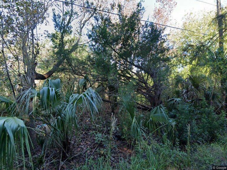 a view of a tree in a forest