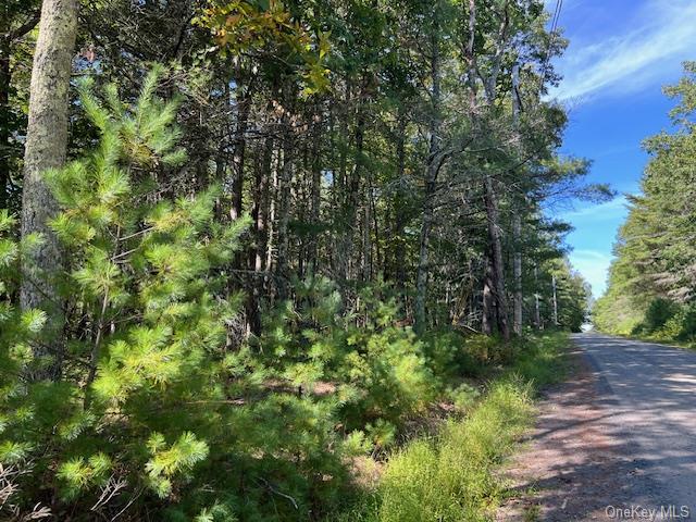 a view of a forest with a tree