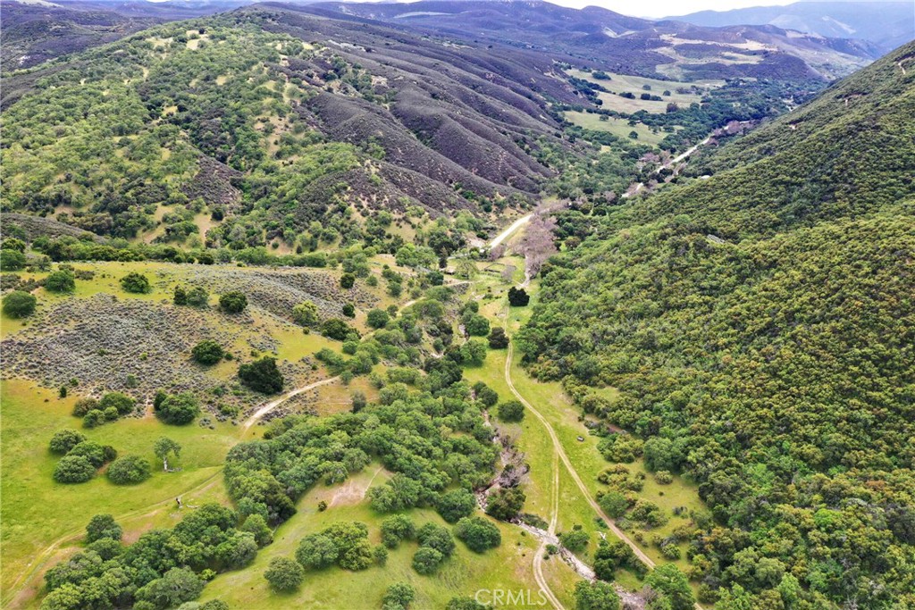 a view of a lush green forest with trees in the background