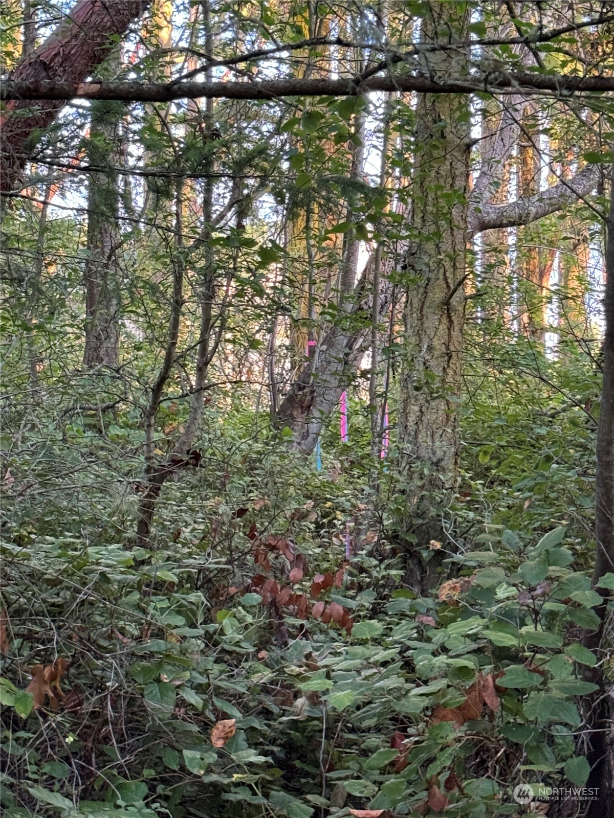 a view of a tree in a garden