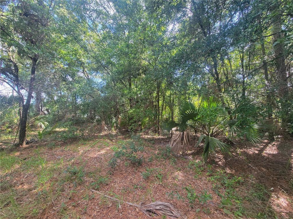 a view of a forest with trees in the background