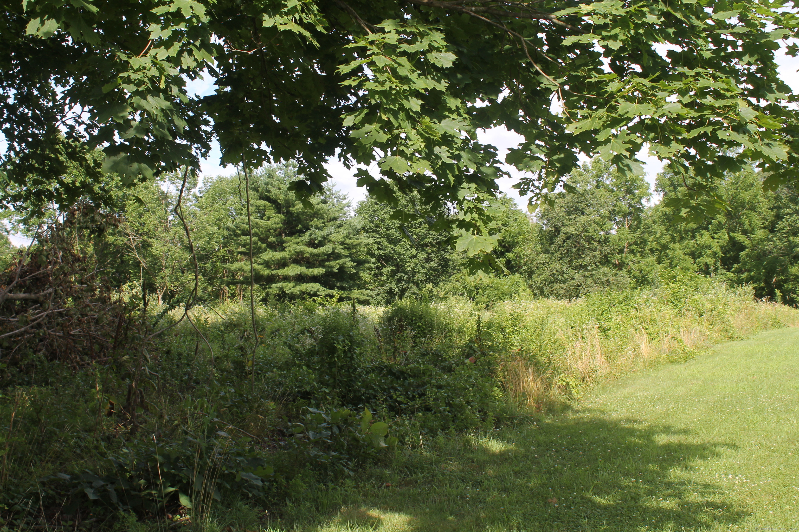 a view of a tree with a tree