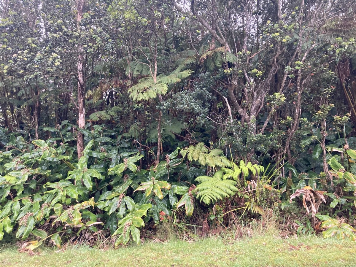 LUSH  NATIVE HAWAIIAN RAIN FOREST, LOCATED IN THE VOLCANO AREA, PUNA DISTRICT, HAWAII BIG ISLAND. EXECELLENT FOR A HOUSESITE!