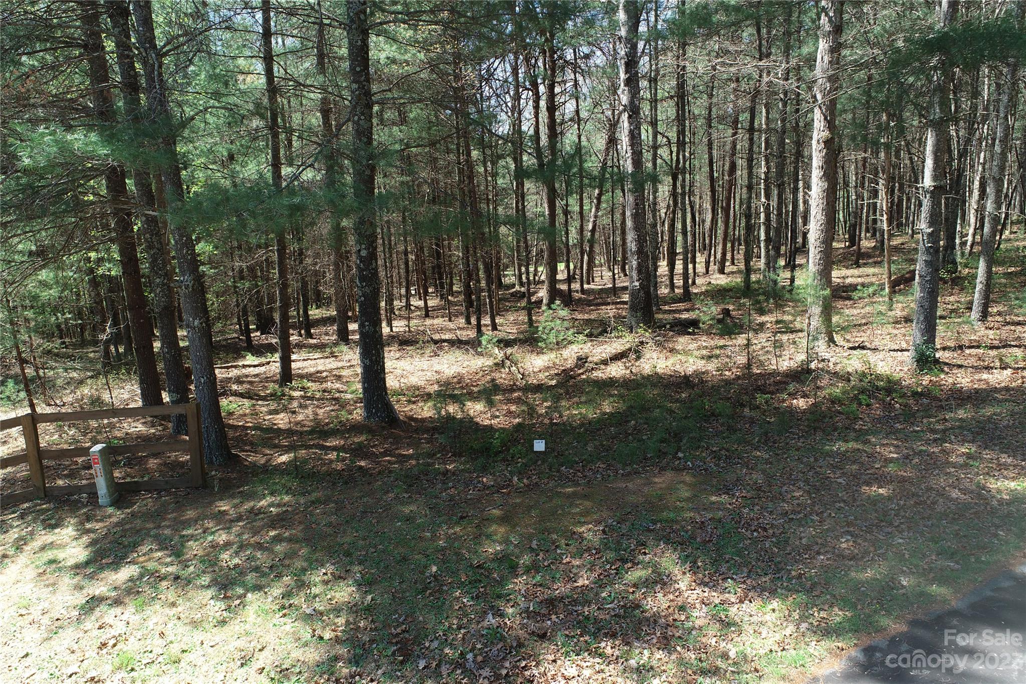 a view of a forest with trees