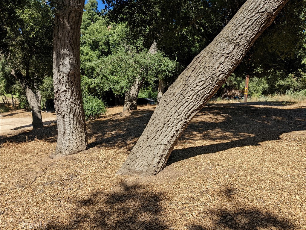 a view of a yard with large trees