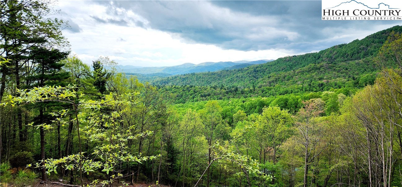 a view of a lush green forest with lots of trees