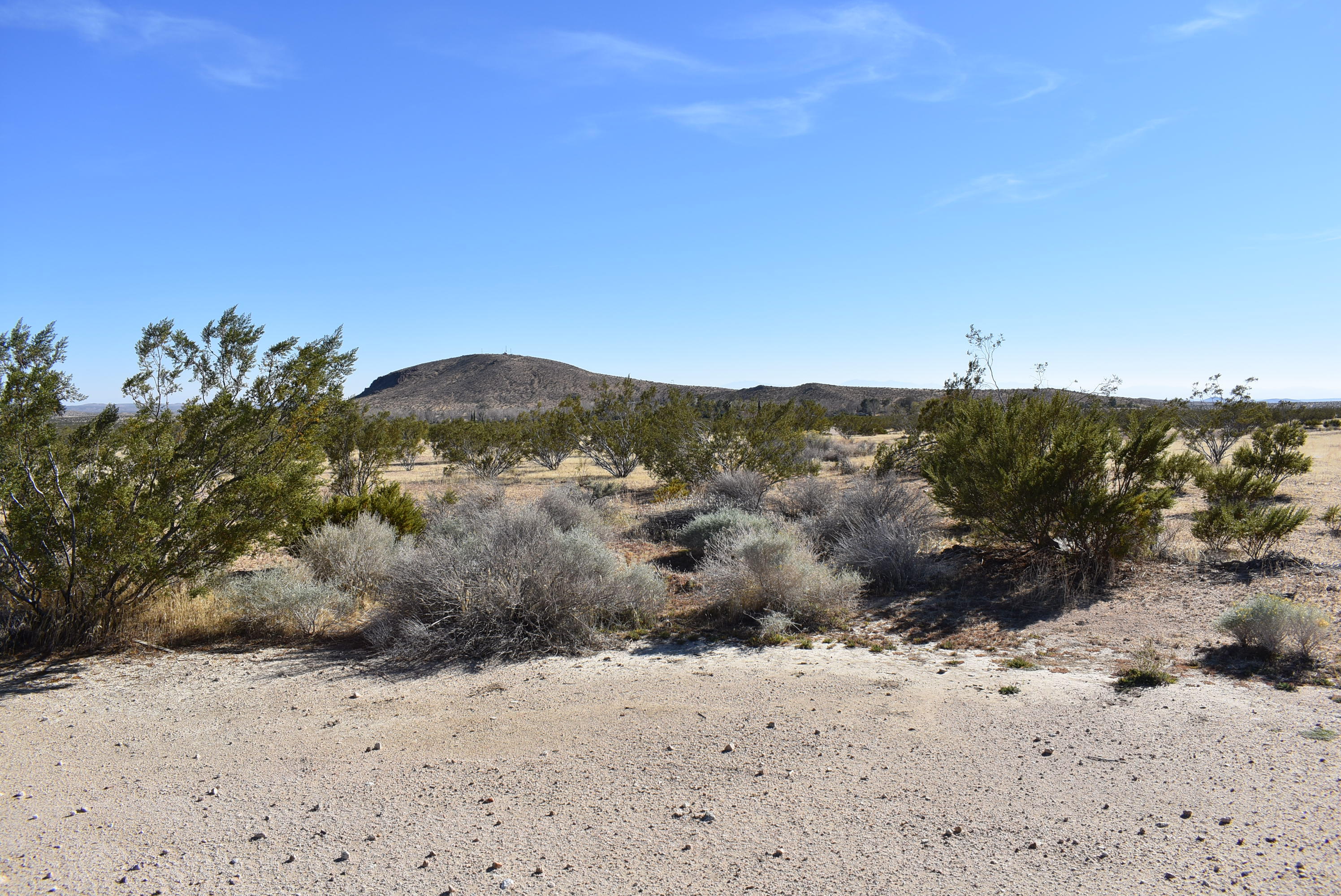 a view of a dry yard with green space