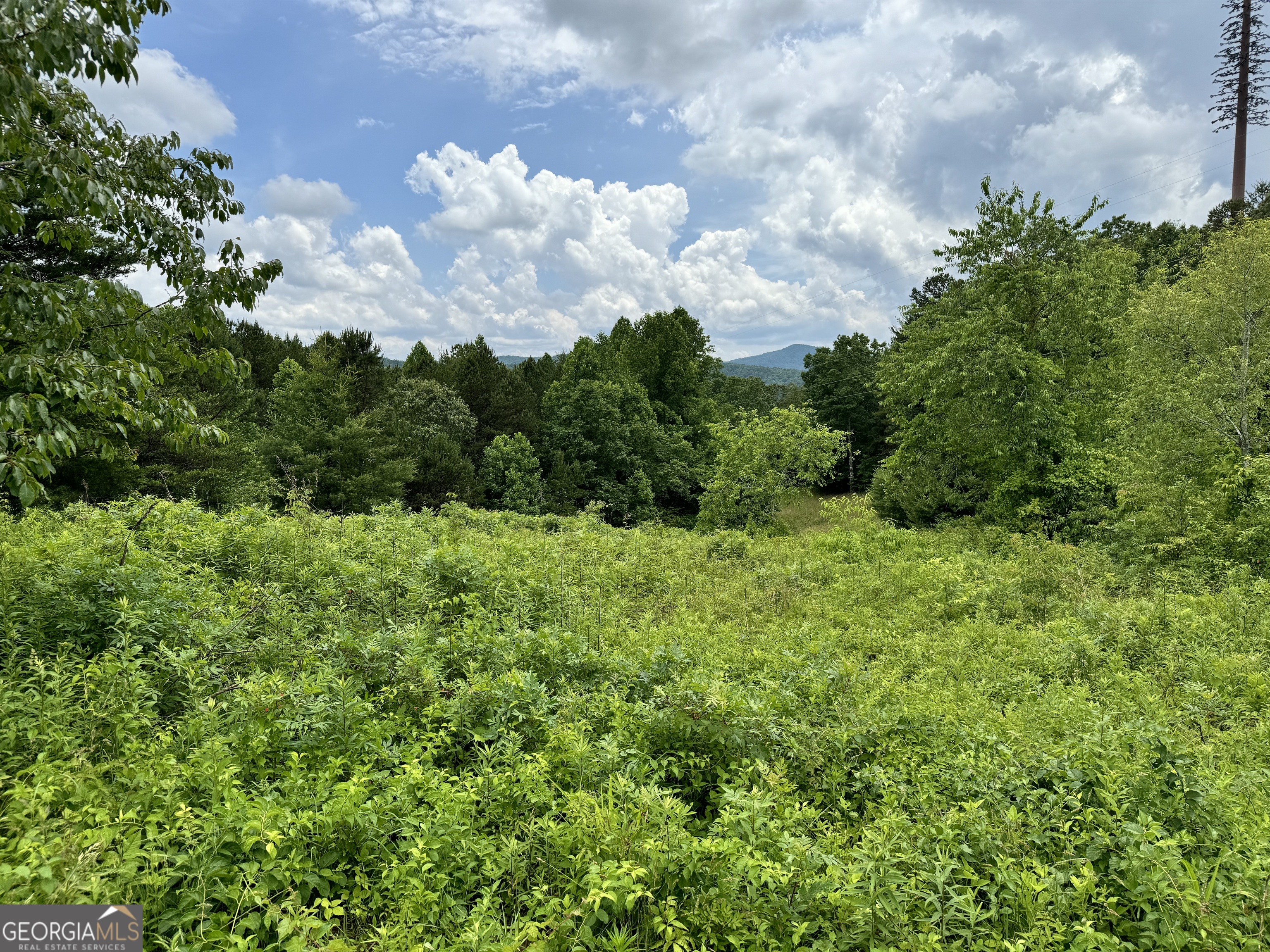 a view of a big yard with plants and large trees