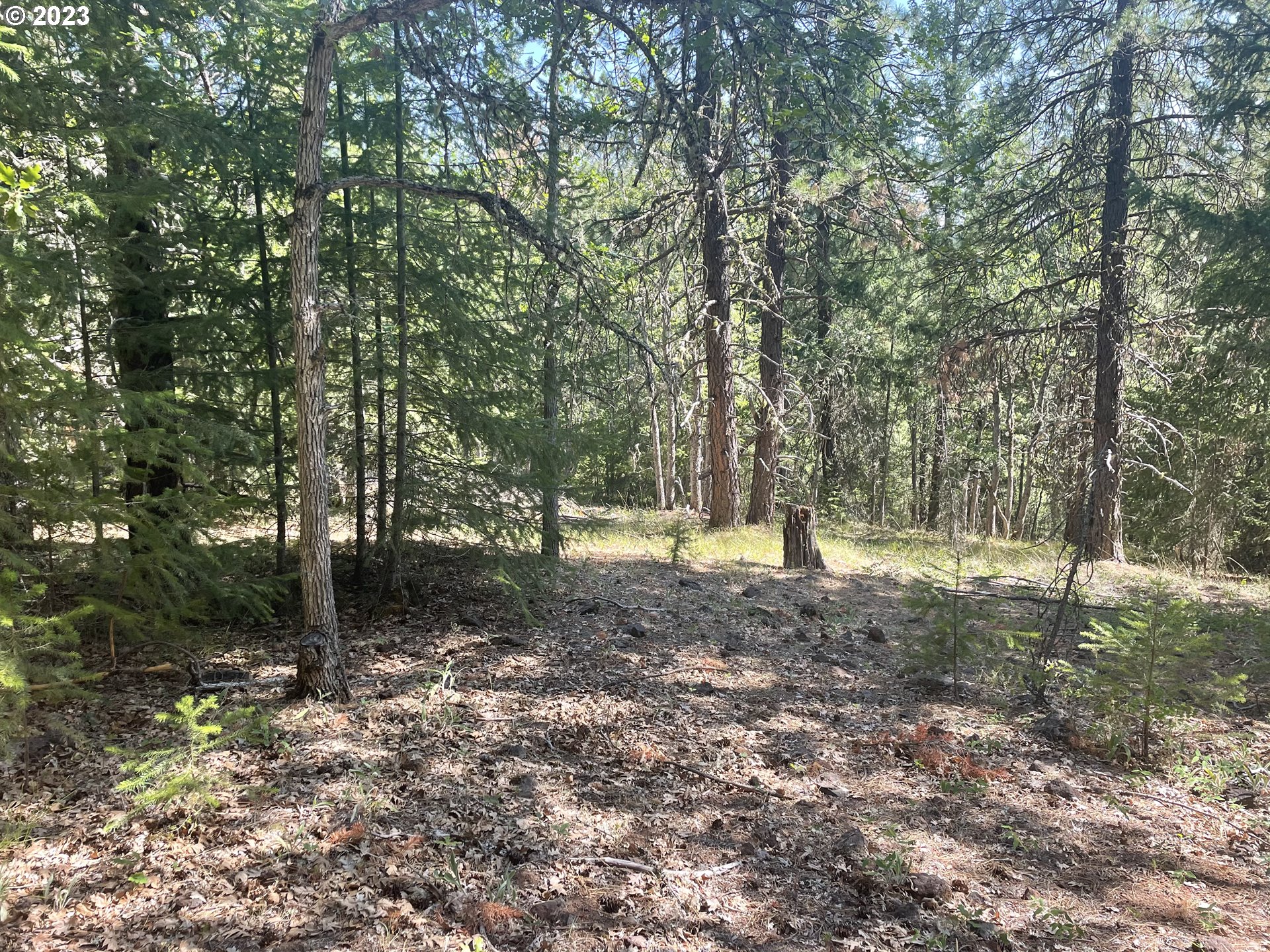 a view of a trees and yard